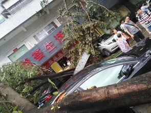 山竹爆料深圳视频,深圳幕后真相大曝光 第2张 山竹爆料深圳视频,深圳幕后真相大曝光 第2张